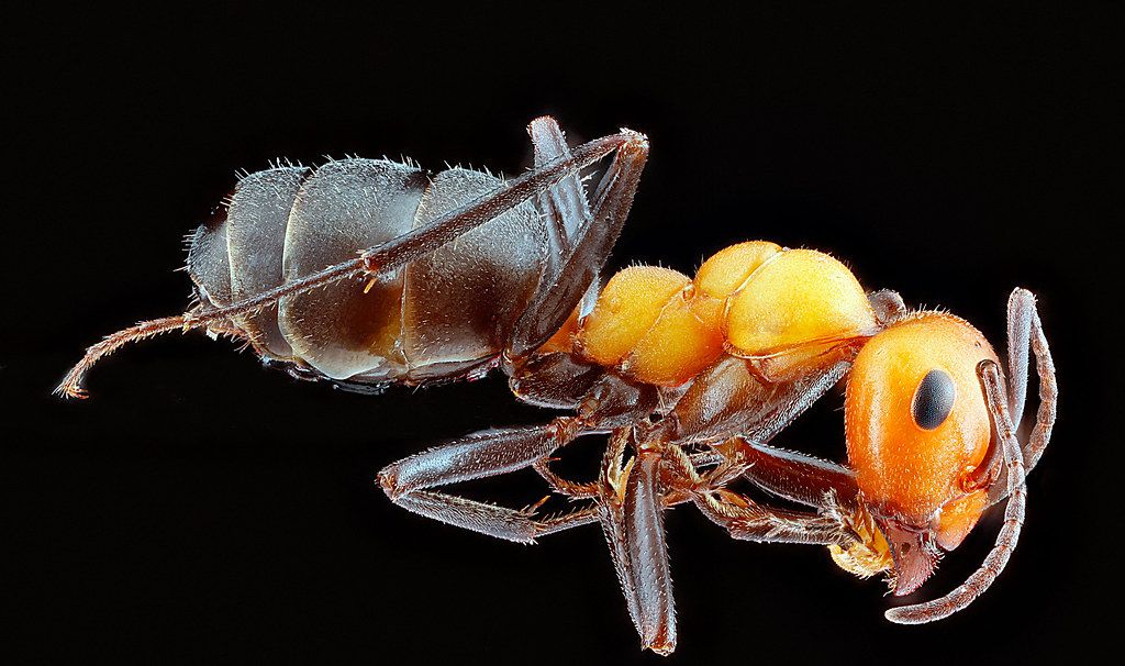 Ant Control service in Sugar Land, TX