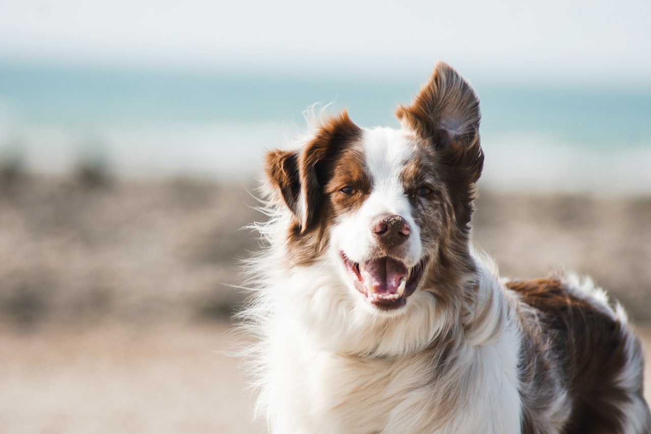 Flea & Tick Control service in Sugar Land, TX