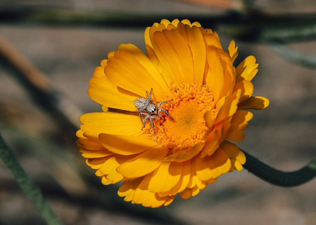 Spider Control service in Sugar Land, TX